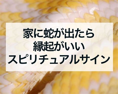 風水 蛇|【家に蛇が出たら】縁起は良い？呼び込まれる幸運4。